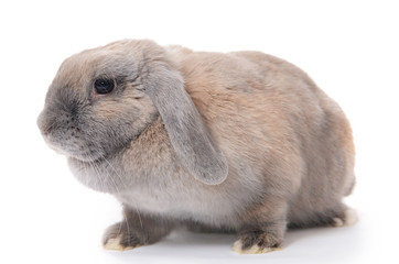 Grey rabbit  isolated on white background