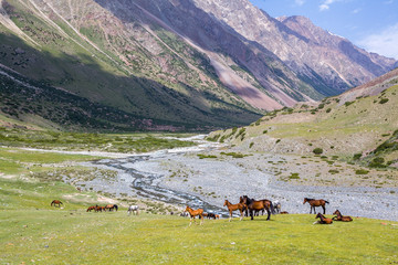 Obraz na płótnie Canvas Horses in high mountains