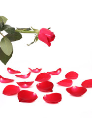 Fototapeta na wymiar Red rose and petals.