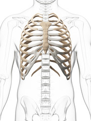 3d rendered illustration of the thorax