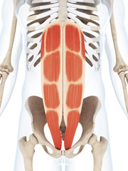 3d rendered illustration of the abdominal muscles