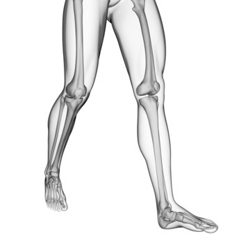 3d rendered illustration of the leg bones