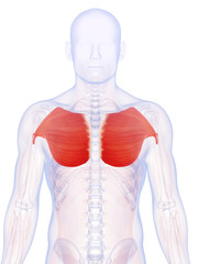 3d rendered illustration of the pectoralis major
