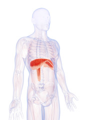 3d rendered illustration of the human diaphragm