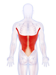 3d rendered illustration of the latissimus dorsi muscle
