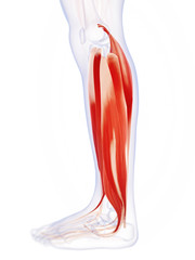 Obraz na płótnie Canvas 3d rendered illustration of the lower leg muscles