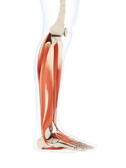 3d rendered illustration of the lower leg muscles