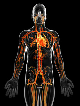 3d Rendered Illustration Of The Male Vascular System