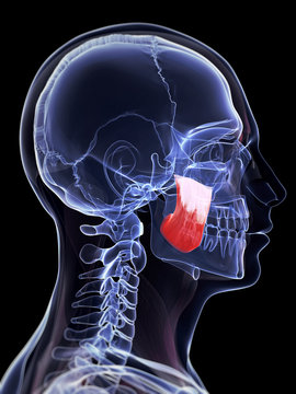 3d rendered illustration of the masseter superior muscle