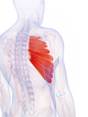 3d rendered illustration of the serratus anterior muscle