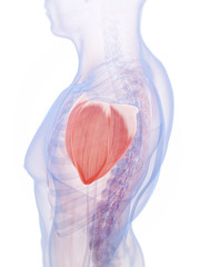 3d rendered illustration of the shoulder muscle