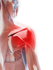 3d rendered illustration of a painful shoulder