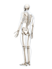 Fototapeta na wymiar 3d rendered illustration of the human skeleton