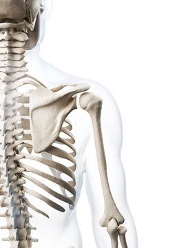 3d rendered illustration of the human skeleton