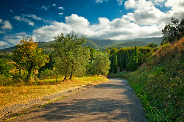 Beautiful Vineyard in Tuscany