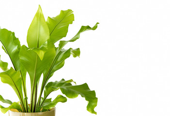 Birds nest fern on a white background © scphoto48