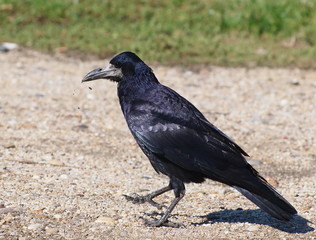 Rook (Corvus Frugilegus)