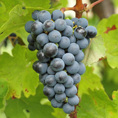 ripe hanging bunch of red wine grapes