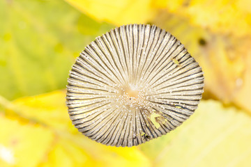 Fungus cap closeup