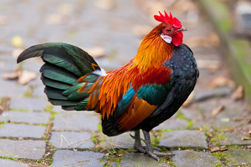 Beautiful Rooster.