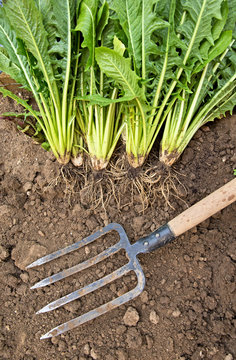 Bitter cicory harvest