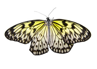 Butterfly isolated