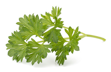 parsley isolated on white background