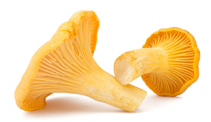 Fototapeta premium Yellow chanterelle isolated on white background