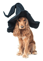 dog sitting in a witches hat