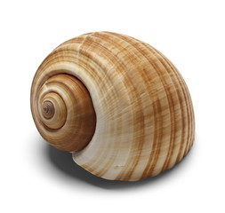 Nautilus Shell