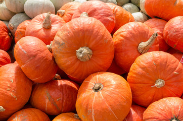 Orange squash on display at the market