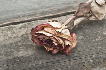 Single dried rose on old wooden background. Vintage style.