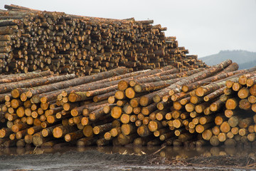 Lumber Mill Log Pile Wood Tree Trunks Waiting for Processing