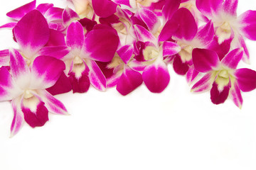 Fototapeta na wymiar Beautiful violet orchid