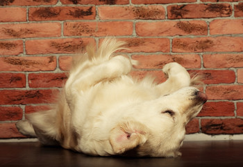 Portrait of a young male Labrador Retriever