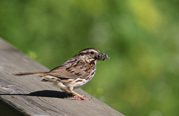 Song Sparrow Bug Hunt

