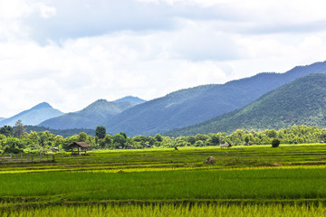 Obraz premium Lush green rice field and sunset
