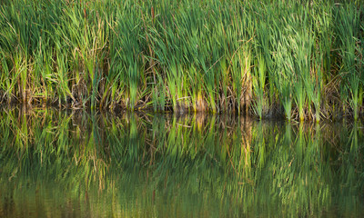 green reeds