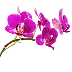 Very rare purple orchid isolated on white background.