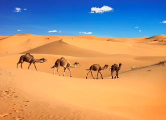 Fototapeta na wymiar Camel caravan na Saharze, Maroko