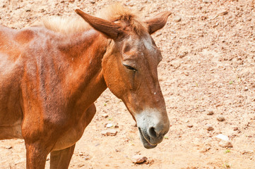 Fototapeta premium horse