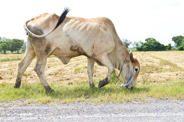 White brown cattle grazing were walking along the road