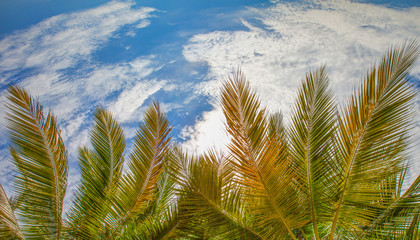 Obraz na płótnie Canvas Coconut tree fronds and leaves