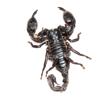 Scorpion Pandinus imperator isolated  on white background