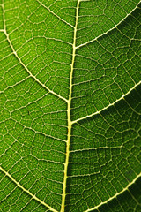 Foglia verde - texture