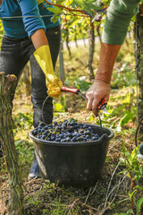 Arbeit im Weinberg
