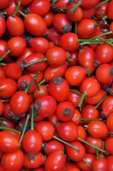 Rose hip fruits as a background