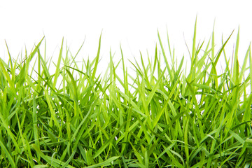 Green grass isolated on white background