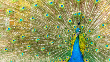 Obraz premium Peacock