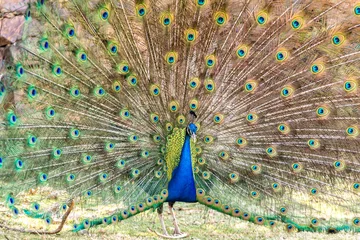Fotobehang Peacock © derejeb